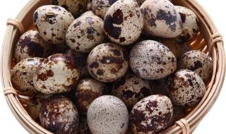 孕妇可以吃鸽子蛋吗 孕妇一天吃几个鸽子蛋鸽子蛋好还是鸡蛋好